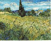 Green Wheat Field with Cypress